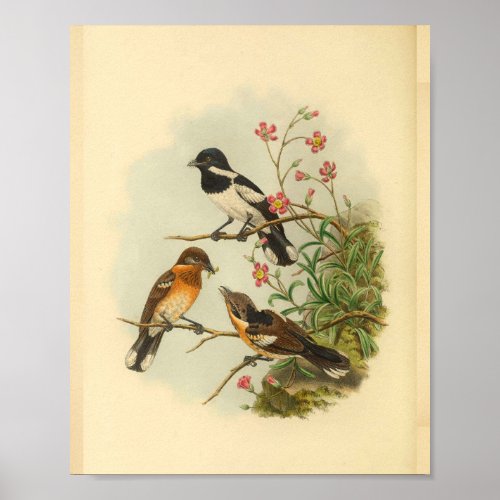 Brodies Flycatcher Brown Bird Vintage Print