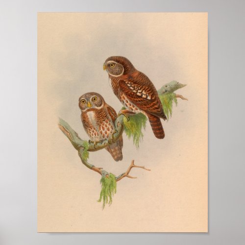 Brodies Owl Owlet Brown Vintage Bird Art Print