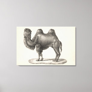 Brodtmann Camel Sketch Canvas Print