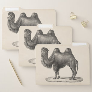 Brodtmann Camel Sketch File Folder