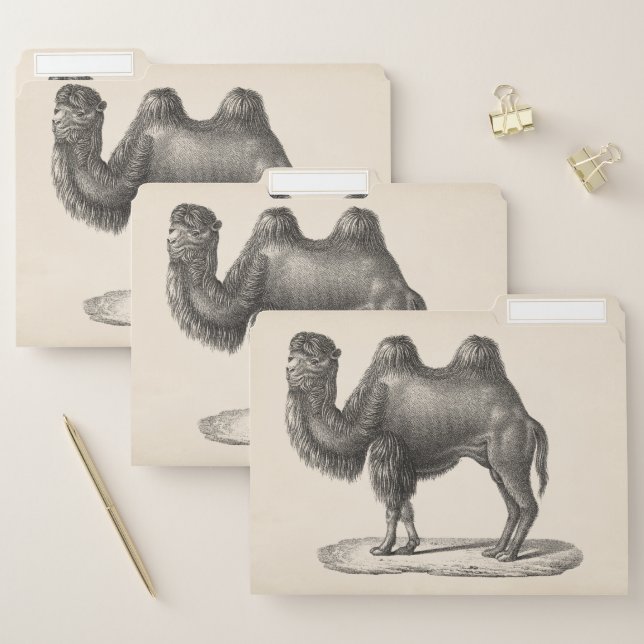 Brodtmann Camel Sketch File Folder (Set)