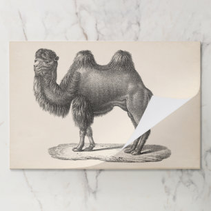 Brodtmann Camel Sketch Paper Pad