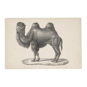 Brodtmann Camel Sketch Placemat
