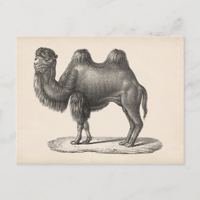 Brodtmann Camel Sketch Postcard (Front)