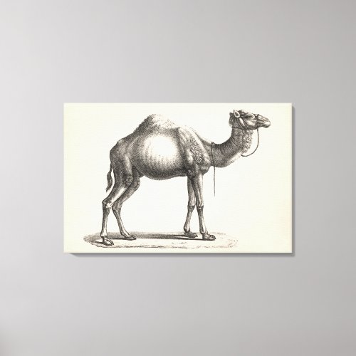 Brodtmann Dromedary Camel Sketch Canvas Print