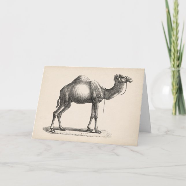 Brodtmann Dromedary Camel Sketch Card (Front)