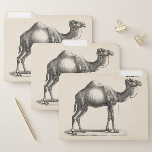 Brodtmann Dromedary Camel Sketch File Folder