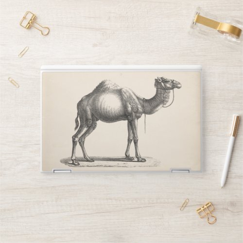 Brodtmann Dromedary Camel Sketch HP Laptop Skin