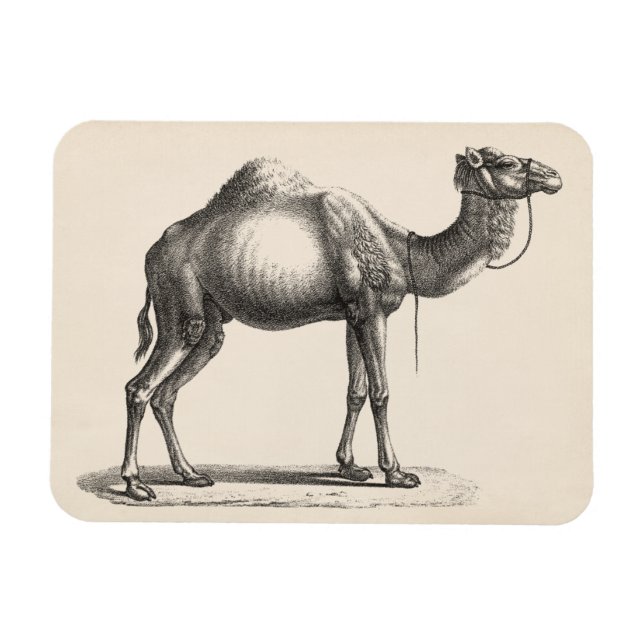 Brodtmann Dromedary Camel Sketch Magnet (Horizontal)