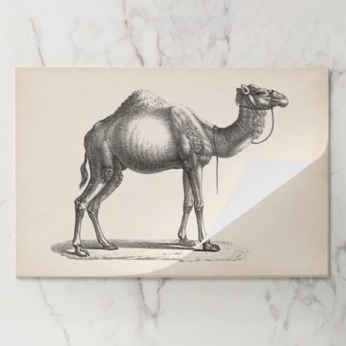 Brodtmann Dromedary Camel Sketch Paper Pad
