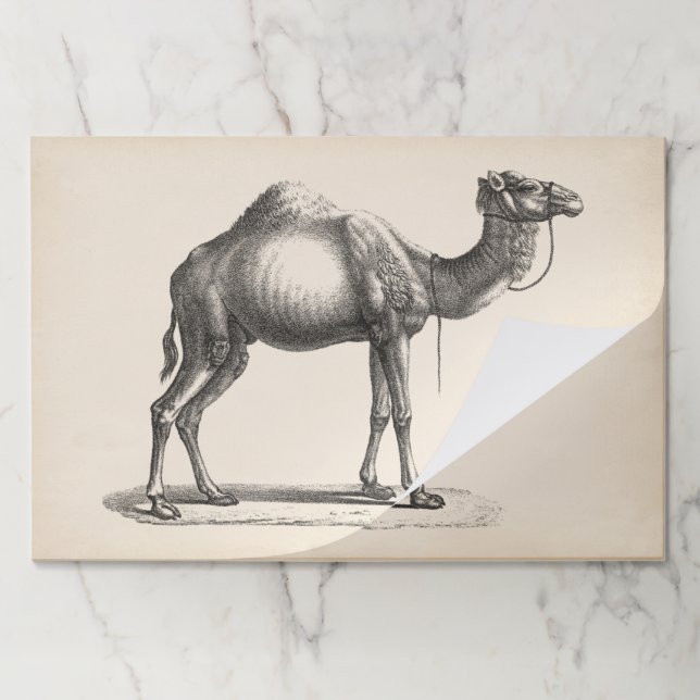 Brodtmann Dromedary Camel Sketch Paper Pad (Folded)