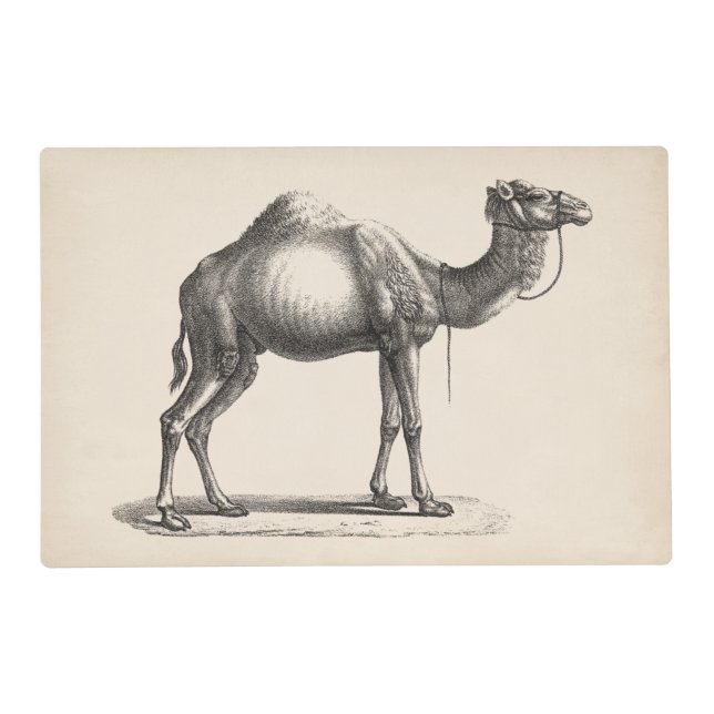 Brodtmann Dromedary Camel Sketch Placemat (Front)