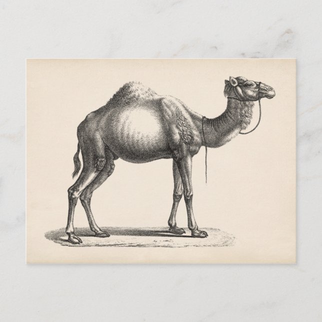 Brodtmann Dromedary Camel Sketch Postcard (Front)