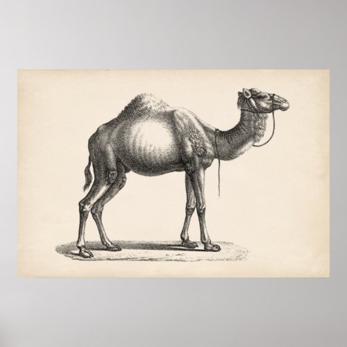 Brodtmann Dromedary Camel Sketch Poster