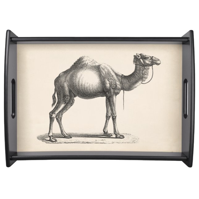 Brodtmann Dromedary Camel Sketch Serving Tray (Front)