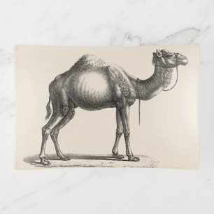 Brodtmann Dromedary Camel Sketch Trinket Tray