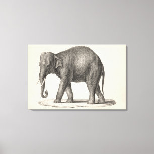 Brodtmann Elephant Sketch Canvas Print