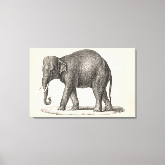 Brodtmann Elephant Sketch Canvas Print (Front)