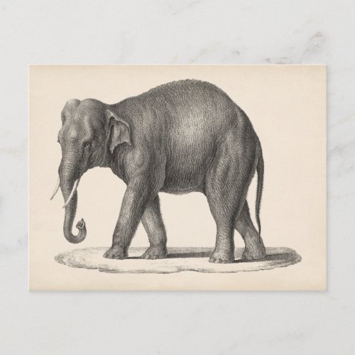 Brodtmann Elephant Sketch Postcard