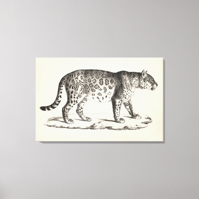 Brodtmann Leopard Sketch Canvas Print (Front)