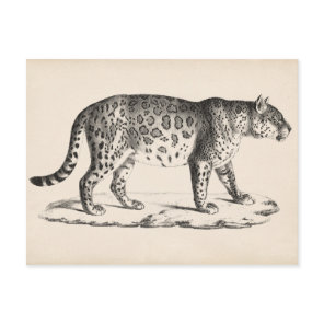 Brodtmann Leopard Sketch Postcard