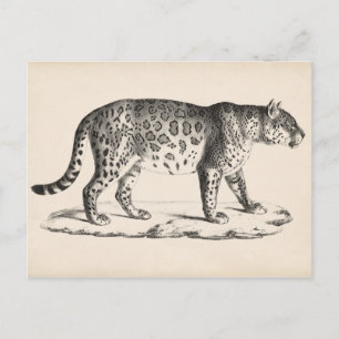 Brodtmann Leopard Sketch Postcard