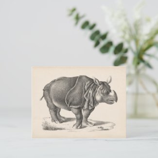 Brodtmann Rhinoceros Sketch Postcard