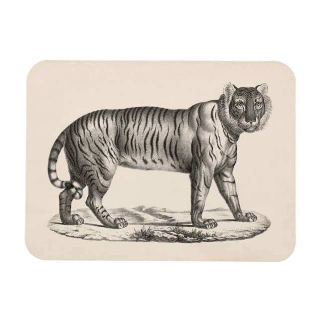 Brodtmann Tiger Sketch Magnet (Horizontal)
