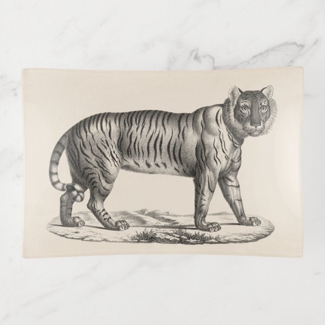 Brodtmann Tiger Sketch Trinket Tray (Front)