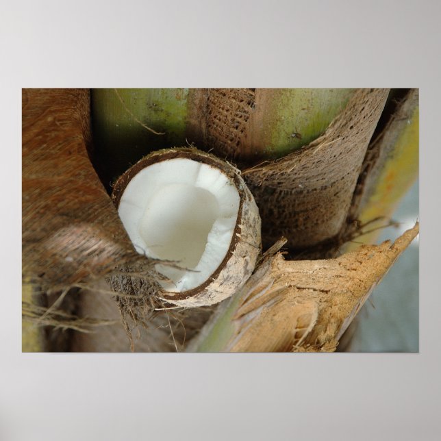 Broken coconut poster (Front)