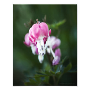 Broken Hearts Line Up Photo Print