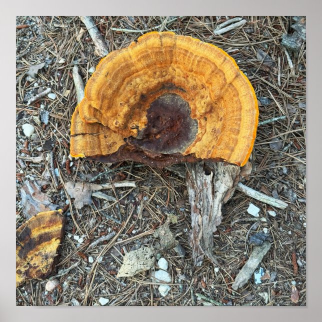Broken Mushroom Photo Poster (Front)