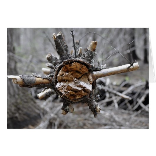Broken Pine Cards (Front Horizontal)