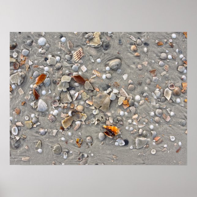 Broken Shells on Cape San Blas, Florida Poster (Front)