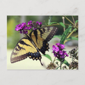 Broken Wing Postcard