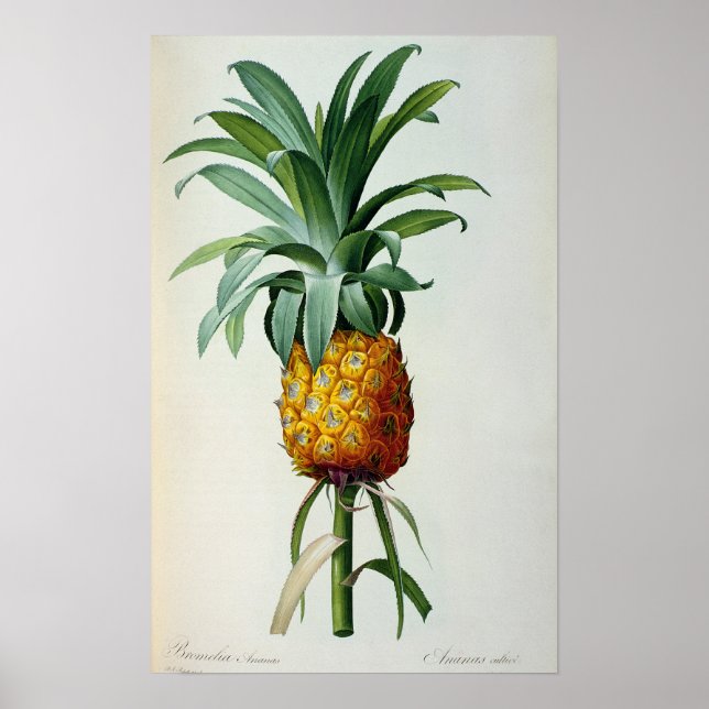 Bromelia Ananas, from 'Les Bromeliacees' Poster (Front)