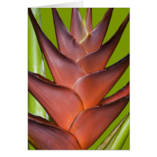 Bromeliad Blossom Spike # 1