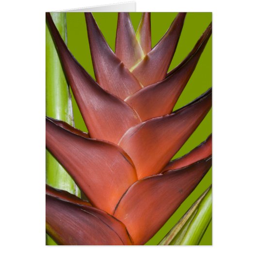 Bromeliad Blossom Spike # 1 Cards (Front)