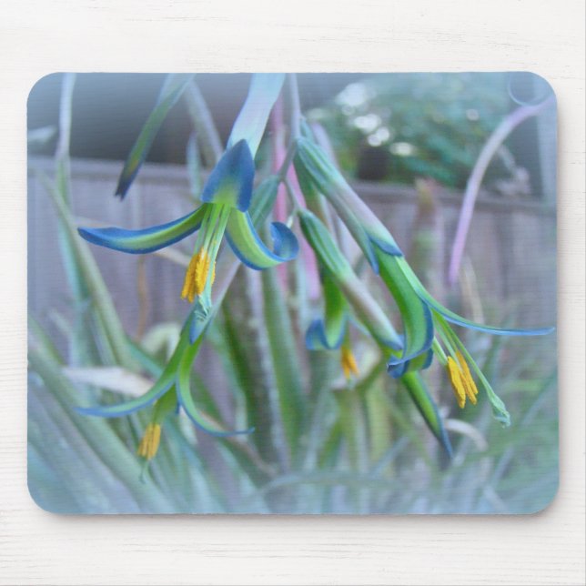 Bromeliad Blossoms on Blue Mouse Pad (Front)