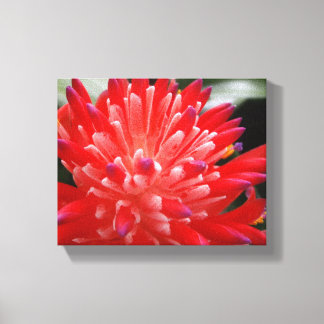 Bromeliad Canvas Print