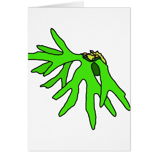 Bromeliad Cards (Front)