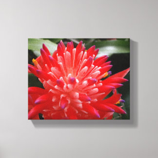 Bromeliad Flower Canvas Print