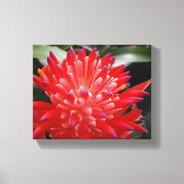 Bromeliad Flower Canvas Print (Front)