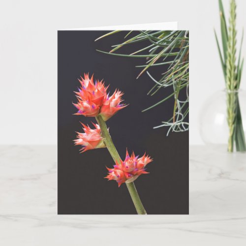 Bromeliad Flowers and Stem Card