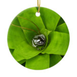 Bromeliad Green Botanical Photography Ceramic Ornament