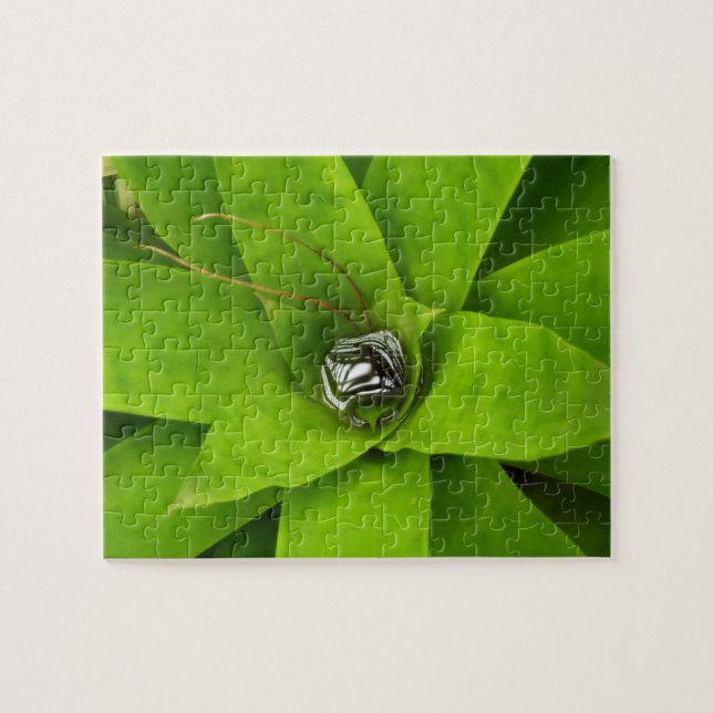 Bromeliad Green Botanical Photography Jigsaw Puzzle (Horizontal)