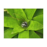 Bromeliad Green Botanical Photography Postcard
