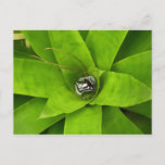 Bromeliad Green Botanical Photography Postcard