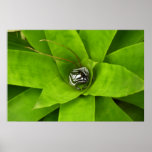 Bromeliad Green Botanical Photography Poster