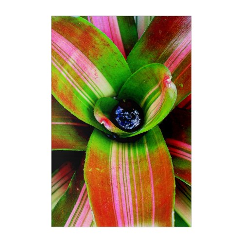 Bromeliad heart acrylic print